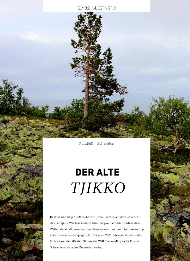 Text im Waldbuch Tjikko 1 2018